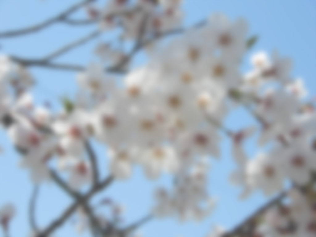 霞んで見える桜の花。どんなふうに見えるか再現してみました。