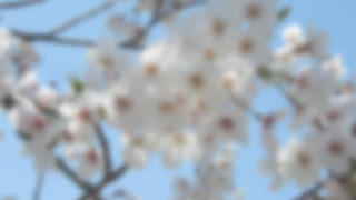 霞んで見える桜の花