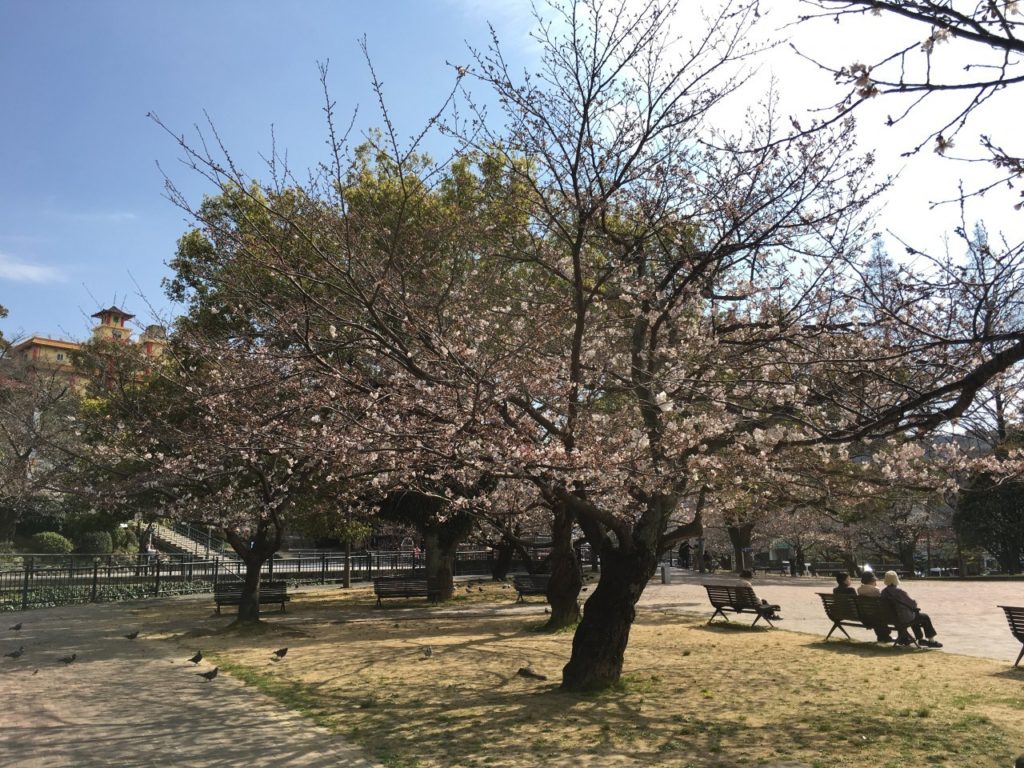 長崎平和公園の桜