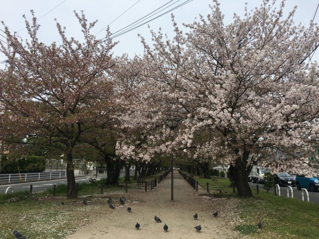 桜並木の下は鳩の楽園