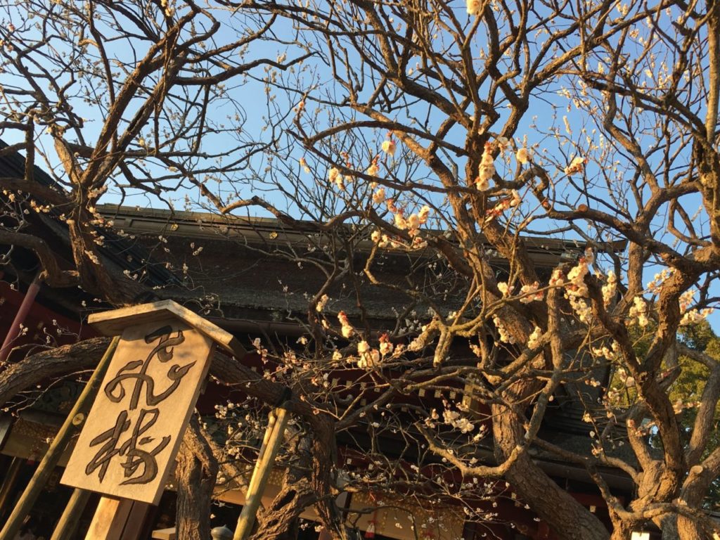 太宰府天満宮2月の飛梅