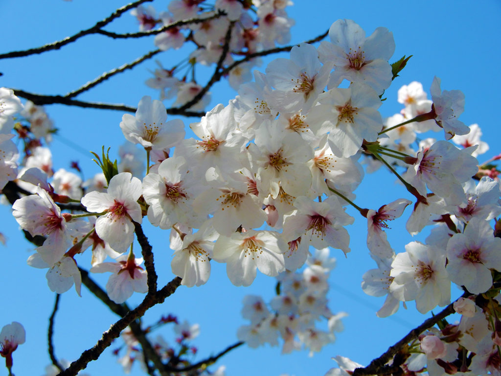桜の花がきれいに見える。嬉しい。